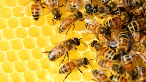 Sytuacje kryzysowe w pszczelarstwie