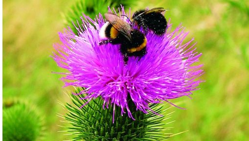 Najwartościowsze rośliny pokarmowe dzikich pszczół (02/2019)