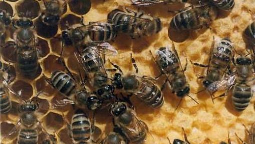 Rodziny pszczele stopniowo rosną w siłę (4/2004)