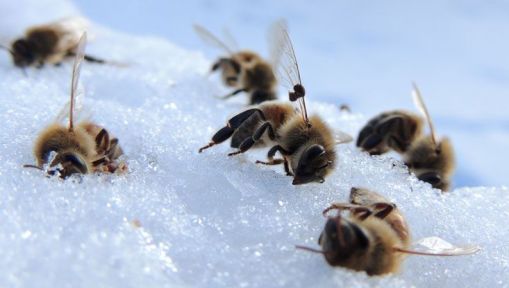 Zimowe straty pszczół 2019/2020 (6/2021)