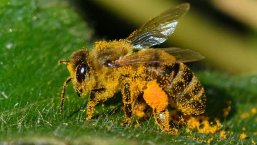 Pszczelarskie migawki